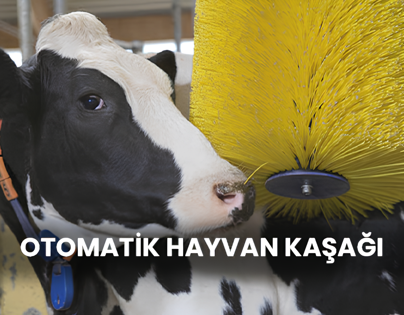 HAYVAN KAŞAĞI