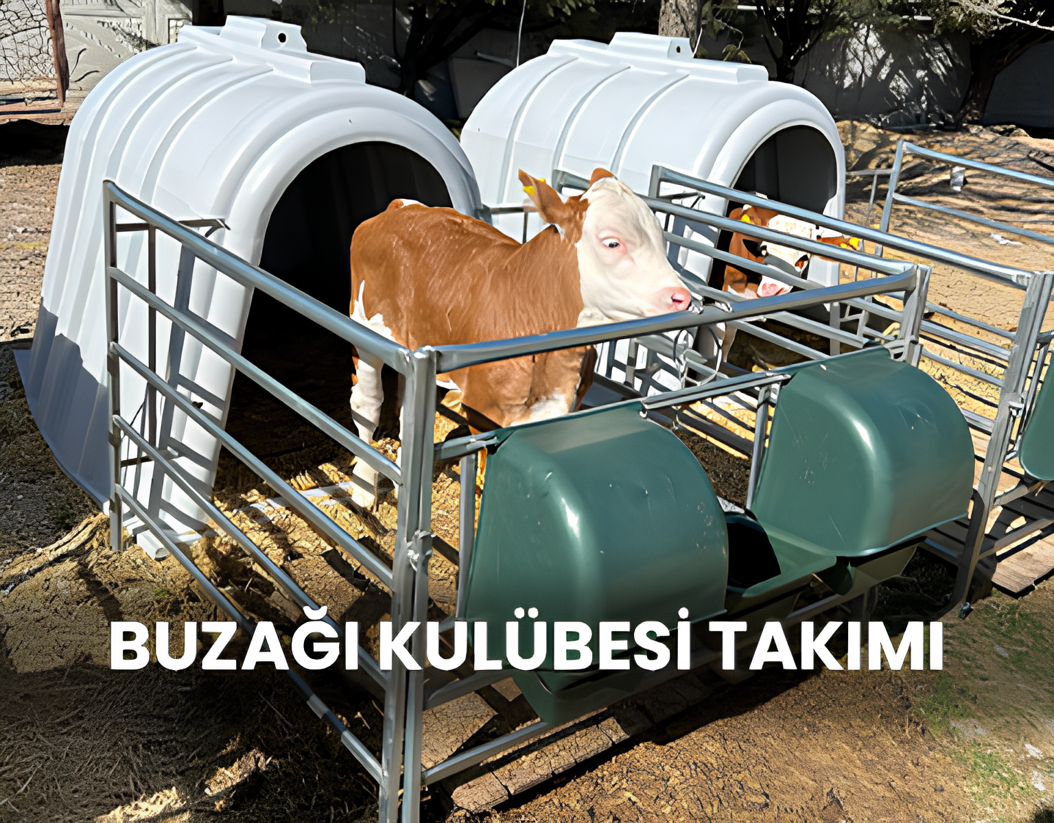 BUZAĞI KULÜBESİ