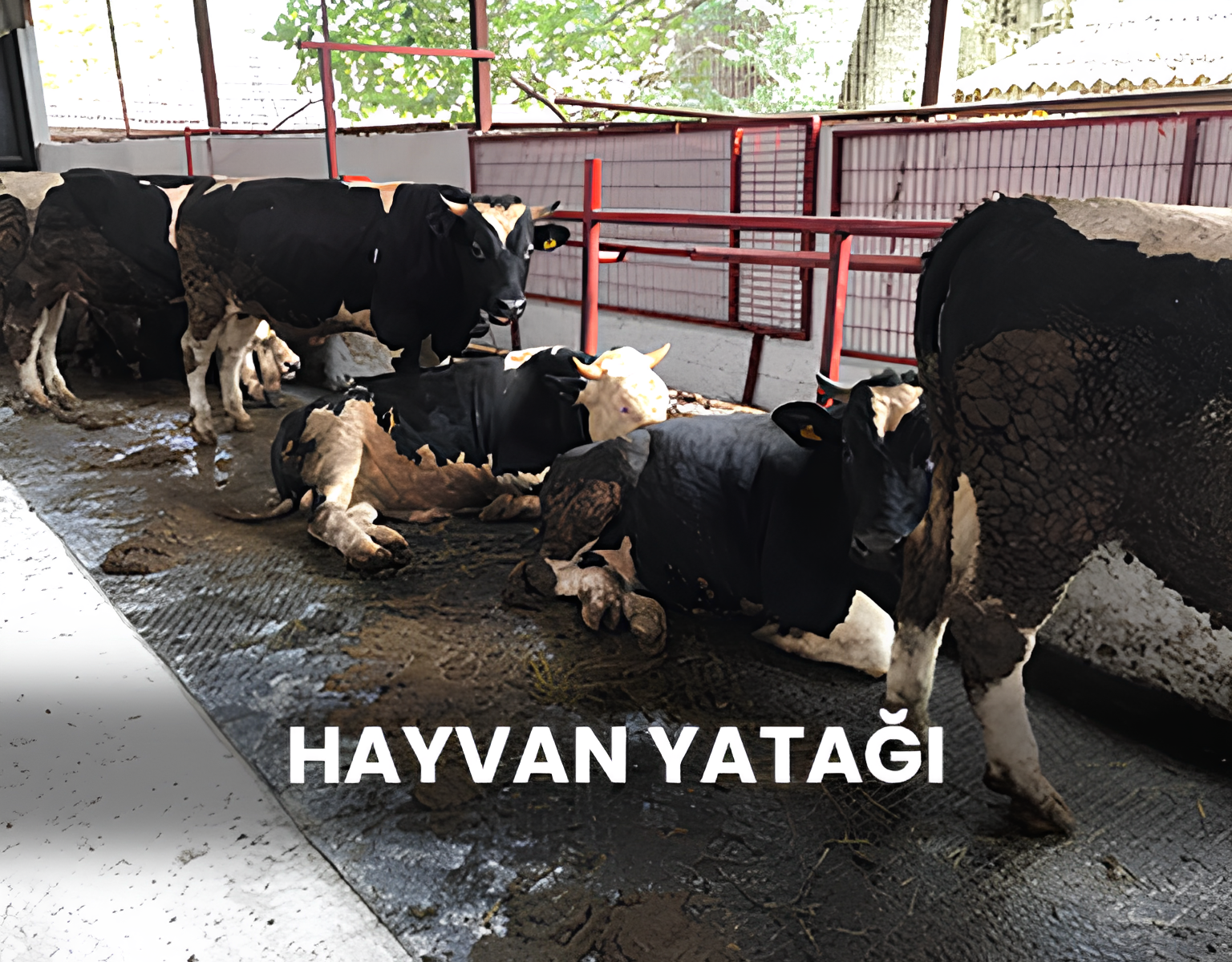 HAYVAN YATAĞI